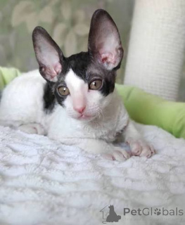Zdjęcie №2 do zapowiedźy № 173226 na sprzedaż  kot cornish rex - wkupić się Estonia prywatne ogłoszenie, hodowca