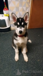 Zdjęcie №1. husky syberyjski - na sprzedaż w Zinkgruvan | 4784zł | Zapowiedź №168438