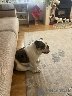 Zdjęcie №2 do zapowiedźy № 40330 na sprzedaż   - wkupić się Białoruś 