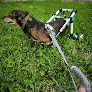 Zdjęcie №2 do zapowiedźy № 139947 na sprzedaż  pies nierasowy - wkupić się Federacja Rosyjska 