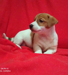 Dodatkowe zdjęcia: Hodowla RKF / FCI oferuje urocze szczenięta Jack Russell Terrier. Girls, Dr.