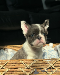 Zdjęcie №2 do zapowiedźy № 150644 na sprzedaż   - wkupić się Niemcy ze schronu, hodowca