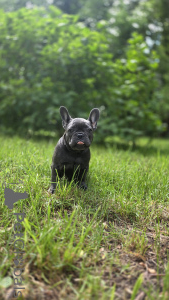 Zdjęcie №3. Buldog francuski w kolorze niebieskim. Federacja Rosyjska