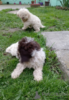 Zdjęcie №4. Sprzedam lagotto romagnolo w Kovin. prywatne ogłoszenie - cena - negocjowane