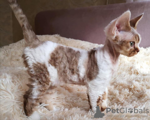 Zdjęcie №1. devon rex - na sprzedaż w Swellendam Local Municipality | 1347zł | Zapowiedź № 111727