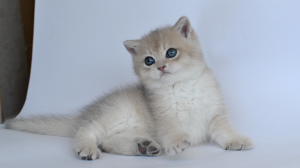 Zdjęcie №2 do zapowiedźy № 7014 na sprzedaż  kot brytyjski krótkowłosy - wkupić się Federacja Rosyjska hodowca