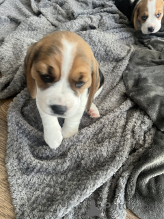 Zdjęcie №2 do zapowiedźy № 143136 na sprzedaż  szpic niemiecki - wkupić się USA prywatne ogłoszenie