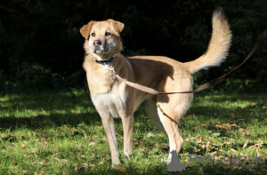 Zdjęcie №4. Sprzedam pies nierasowy w Rzeka Moskwa.  - cena - Bezpłatny