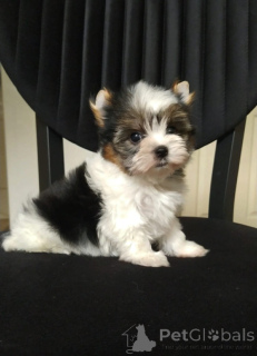 Zdjęcie №3. Super mini Beaver York. Turcja