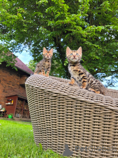 Zdjęcie №4. Sprzedam kot bengalski w Monachium. hodowca - cena - negocjowane