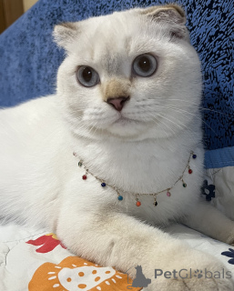 Zdjęcie №2. Usługi krycia scottish foldpies nierasowy. Cena - 508zł