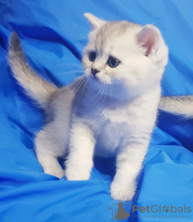 Zdjęcie №3. Szkocki Cudowny Kot.. Białoruś