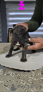 Zdjęcie №4. Sprzedam amerykański pitbulterier w Belgrad.  - cena - negocjowane