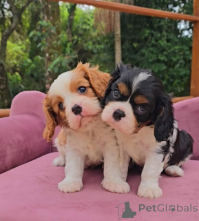 Zdjęcie №1. cavalier king charles spaniel - na sprzedaż w Bilje | negocjowane | Zapowiedź №175739