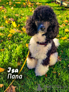 Zdjęcie №3. Sprzedam szczenięta pudla toy arlekin. Estonia