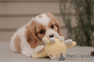 Zdjęcie №2 do zapowiedźy № 110071 na sprzedaż  cavalier king charles spaniel - wkupić się USA 