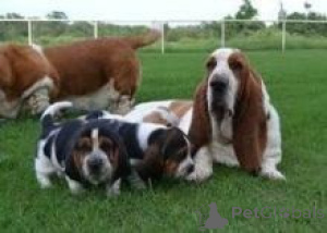 Zdjęcie №1. basset hound - na sprzedaż w Warna | negocjowane | Zapowiedź №175973
