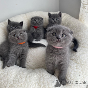 Zdjęcie №2 do zapowiedźy № 168560 na sprzedaż  scottish fold - wkupić się Estonia prywatne ogłoszenie