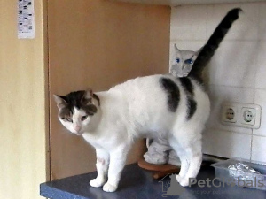 Zdjęcie №4. Sprzedam mekong bobtail w Salzgitter. prywatne ogłoszenie - cena - 957zł