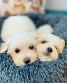 Zdjęcie №2 do zapowiedźy № 164005 na sprzedaż  maltańczyk - wkupić się Finlandia prywatne ogłoszenie, ze schronu