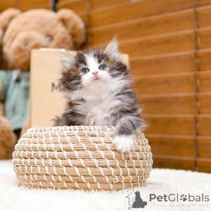 Zdjęcie №2 do zapowiedźy № 158644 na sprzedaż  kot norweski leśny - wkupić się Niemcy prywatne ogłoszenie