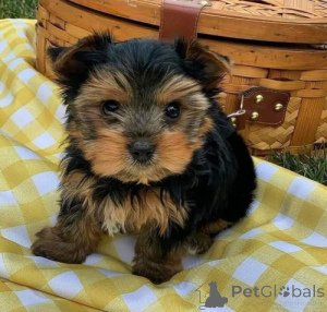 Zdjęcie №1. yorkshire terrier - na sprzedaż w Miasto na Florydzie | negocjowane | Zapowiedź №170505