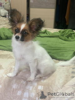 Dodatkowe zdjęcia: CONTINENTAL TOY SPANIEL/PAPILLON 