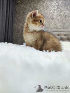 Zdjęcie №4. Sprzedam chinchilla cat w Бельцы. prywatne ogłoszenie - cena - 2511zł
