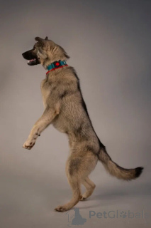 Zdjęcie №4. Sprzedam pies nierasowy w Petersburg. prywatne ogłoszenie - cena - Bezpłatny