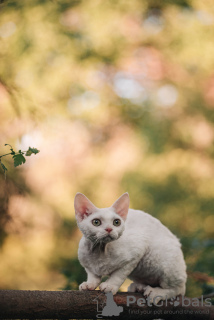 Zdjęcie №3. devon rex. Federacja Rosyjska