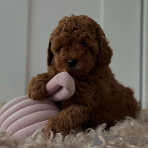 Zdjęcie №3. Žavingi raudoni žaisliniai pudelių šuniukai (kilmė). Litwa