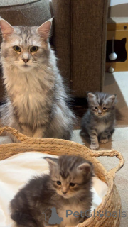 Zdjęcie №1. maine coon - na sprzedaż w Cremlingen | Bezpłatny | Zapowiedź № 145312