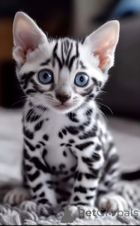 Zdjęcie №2 do zapowiedźy № 145455 na sprzedaż  kot bengalski - wkupić się Holandia prywatne ogłoszenie, od żłobka, hodowca