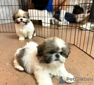 Zdjęcie №1. shih tzu - na sprzedaż w Berno | 1591zł | Zapowiedź №125757