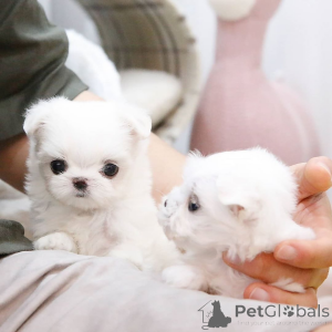 Zdjęcie №1.  - na sprzedaż w Épinay-sur-eine | Bezpłatny | Zapowiedź №163506