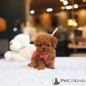 Zdjęcie №3. Dean Janet Kay Puppies House. USA