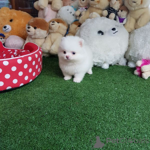 Zdjęcie №2 do zapowiedźy № 135192 na sprzedaż  szpic miniaturowy - wkupić się Niemcy 