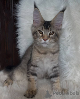 Zdjęcie №1. maine coon - na sprzedaż w Aston | negocjowane | Zapowiedź № 160648