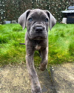 Dodatkowe zdjęcia: cane corso