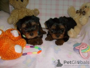 Zdjęcie №1. yorkshire terrier - na sprzedaż w Barcelona | 1465zł | Zapowiedź №122748