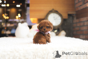 Zdjęcie №3. Dean Janet Kay Puppies House. USA