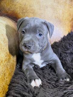 Zdjęcie №2 do zapowiedźy № 171294 na sprzedaż  staffordshire bull terrier - wkupić się Republika Czeska hodowca