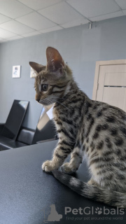 Zdjęcie №3. Inna Tarasova. Federacja Rosyjska