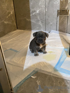 Zdjęcie №3. Französische Bulldogge. Niemcy