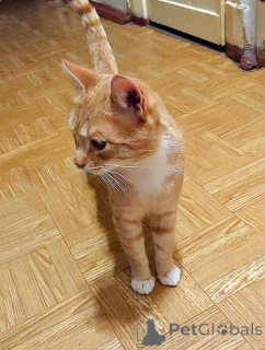 Zdjęcie №1.  - na sprzedaż w Petersburg | Bezpłatny | Zapowiedź № 162779