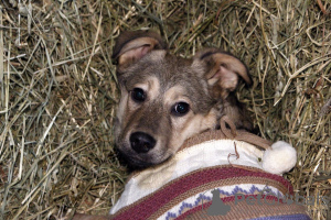 Zdjęcie №1. pies nierasowy - na sprzedaż w Москва | Bezpłatny | Zapowiedź №58432