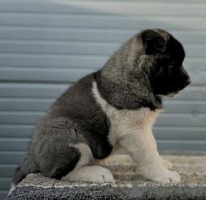 Dodatkowe zdjęcia: Akita amerykańska, nowy miot