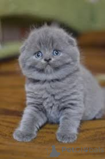 Zdjęcie №2 do zapowiedźy № 165831 na sprzedaż  scottish fold - wkupić się Belgia prywatne ogłoszenie, hodowca
