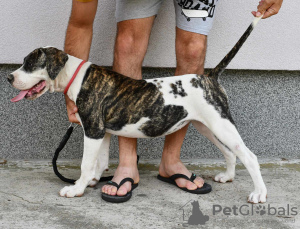 Dodatkowe zdjęcia: Amerykański buldog szczenięta