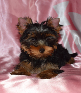 Zdjęcie №4. Sprzedam yorkshire terrier w Petersburg. hodowca - cena - 2420zł